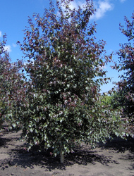 Betula populifola x 'Royal Frost' — photo 2